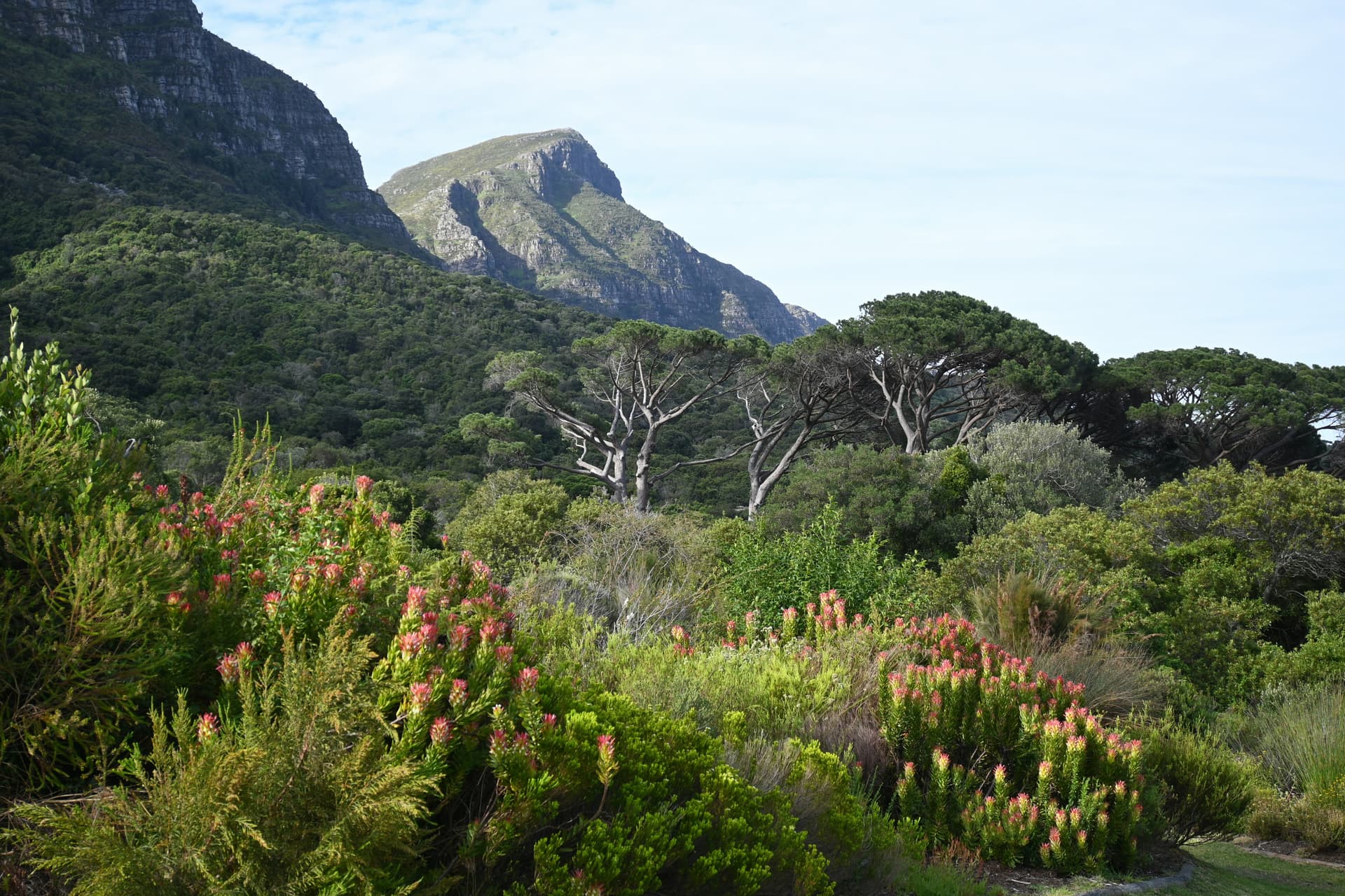 Kirstenbosch Botanical Garden picture
